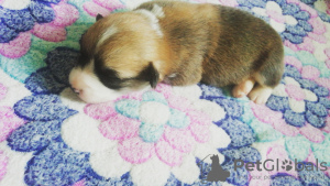 Photo №1. welsh corgi - for sale in the city of Novosibirsk | 1350$ | Announcement № 9550