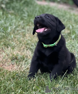 Photo №1. labrador retriever - for sale in the city of Dallas | 300$ | Announcement № 146093