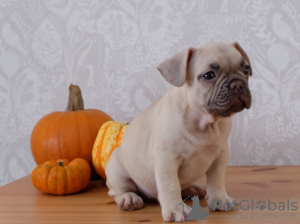 Photo №2 to announcement № 108113 for the sale of french bulldog - buy in Germany private announcement, breeder