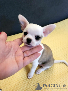 Additional photos: Mini Chihuahuas