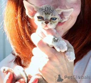 Photo №2 to announcement № 171386 for the sale of devon rex - buy in Poland private announcement
