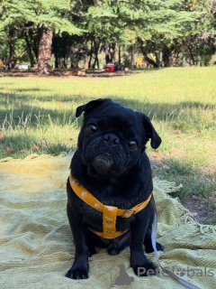 Photo №2 to announcement № 169370 for the sale of pug - buy in Finland private announcement