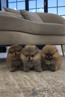 Photo №1. german spitz - for sale in the city of Zurzach | 546$ | Announcement № 143525