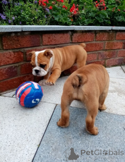 Photo №2 to announcement № 139211 for the sale of english bulldog - buy in United States breeder