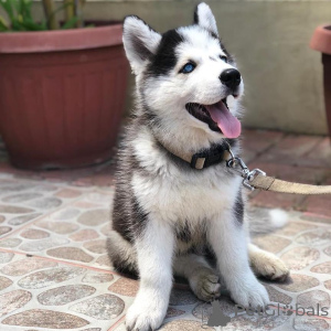 Photo №3. Beautiful Husky Puppies For Sale. Germany