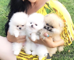 Photo №1. pomeranian - for sale in the city of Woltersdorf | Is free | Announcement № 23729