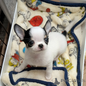 Photo №1. chihuahua - for sale in the city of Helsinki | 516$ | Announcement № 163643