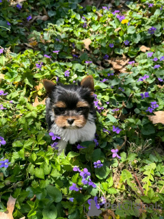 Photo №3. Beaver Yorkshire Terrier puppies for adoption. Germany