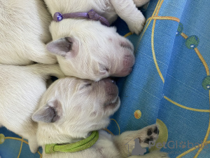 Photo №3. Golden retriever puppies. Russian Federation