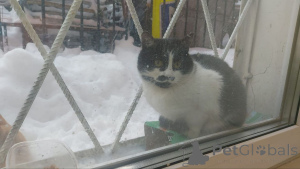 Photo №4. I will sell  in the city of Moscow river. private announcement - price - Is free