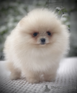 Photo №1. pomeranian - for sale in the city of Varna | 1057$ | Announcement № 43787