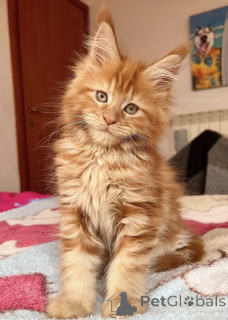 Photo №2 to announcement № 174785 for the sale of maine coon - buy in Australia private announcement