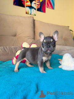Photo №1. french bulldog - for sale in the city of Munich | negotiated | Announcement № 171253