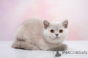 Photo №2 to announcement № 141397 for the sale of british shorthair - buy in Russian Federation from nursery, breeder