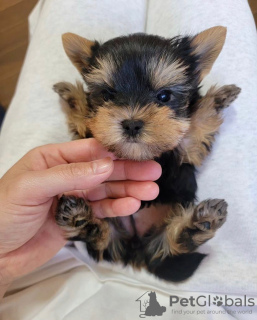 Photo №4. I will sell yorkshire terrier in the city of Berlin. private announcement - price - 215$