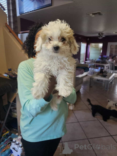 Photo №1. maltipu - for sale in the city of Bremen | 847$ | Announcement № 150137