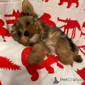 Photo №1. yorkshire terrier - for sale in the city of Berlin | 568$ | Announcement № 164798