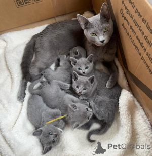 Photo №1. russian blue - for sale in the city of Berlin | negotiated | Announcement № 161186