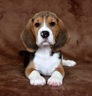 Photo №1. beagle - for sale in the city of St. Petersburg | 662$ | Announcement № 2029