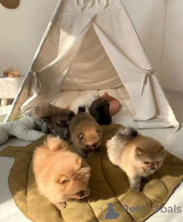 Photo №3. Bezaubernde Pomeranian-Welpen zu verkaufen klein, flauschig und voller. Germany