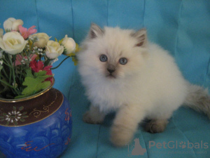 Photo №1. siberian cat - for sale in the city of Москва | Is free | Announcement № 10022