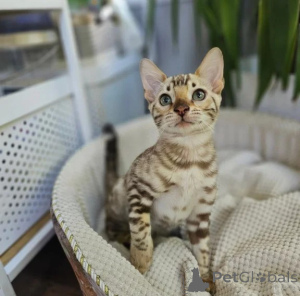 Photo №1. bengal cat - for sale in the city of Linden | 361$ | Announcement № 177734