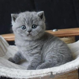 Photo №1. british shorthair - for sale in the city of Антверпен | 370$ | Announcement № 120693