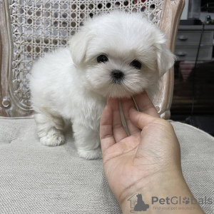Photo №2 to announcement № 37079 for the sale of maltese dog - buy in Russian Federation private announcement