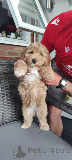 Photo №2 to announcement № 140839 for the sale of non-pedigree dogs - buy in United States private announcement