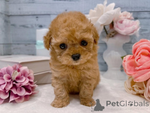 Photo №1. poodle (toy) - for sale in the city of Jüchen | 465$ | Announcement № 169470