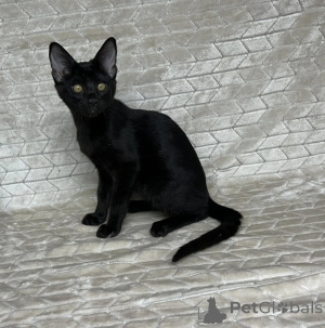 Photo №3. Excellent Abyssinian kittens available for any good home. Greece