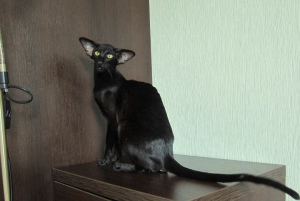 Photo №3. Black oriental cat in extreme style. Russian Federation