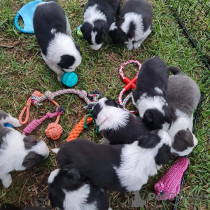 Photo №1. border collie - for sale in the city of Helsinki | 317$ | Announcement № 69121