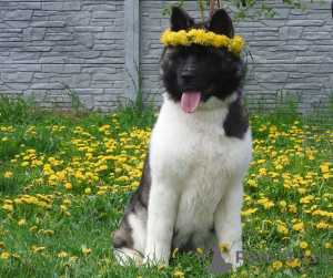 Photo №1. american akita - for sale in the city of New York | 1000$ | Announcement № 10679