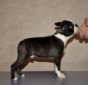 Photo №3. Boston terrier puppies for sale. Russian Federation