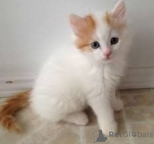 Photo №1. turkish van - for sale in the city of Überlingen | 329$ | Announcement № 148099