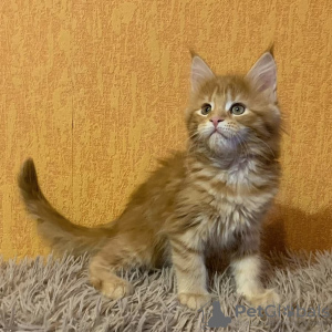 Photo №1. maine coon - for sale in the city of Kolomna | 405$ | Announcement № 17895