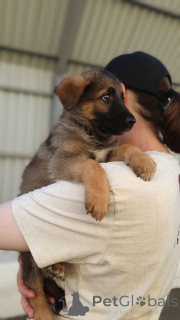 Photo №3. Puppies are looking for a house. Russian Federation