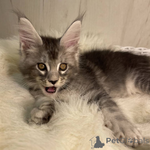 Photo №3. Maine Coon kittens. Germany