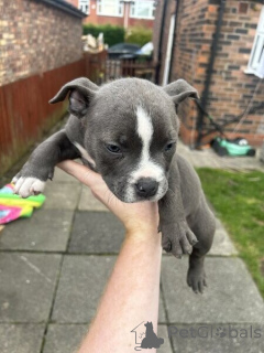 Photo №1. american bully - for sale in the city of Buggenhout | negotiated | Announcement № 170367