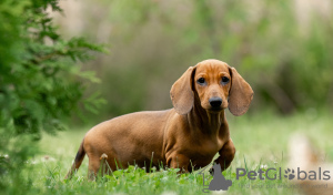 Additional photos: Standard dachshund puppies