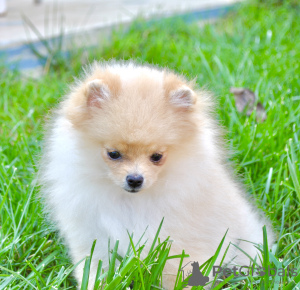 Photo №2 to announcement № 115891 for the sale of pomeranian - buy in Ukraine from nursery