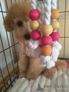 Photo №2 to announcement № 146103 for the sale of maltipu - buy in Georgia private announcement