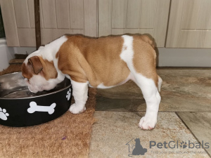 Photo №1. english bulldog - for sale in the city of Амстердам | 600$ | Announcement № 69046
