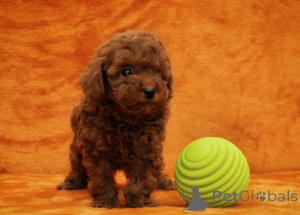 Photo №2 to announcement № 175784 for the sale of poodle (toy) - buy in Slovenia 