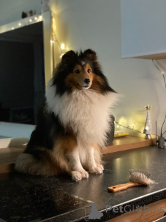 Photo №2 to announcement № 157798 for the sale of shetland sheepdog - buy in Germany from the shelter, breeder