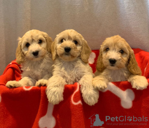 Photo №1. american cocker spaniel - for sale in the city of Nottingham | 395$ | Announcement № 18189