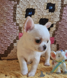 Photo №1. chihuahua - for sale in the city of Quedlinburg | negotiated | Announcement № 174976
