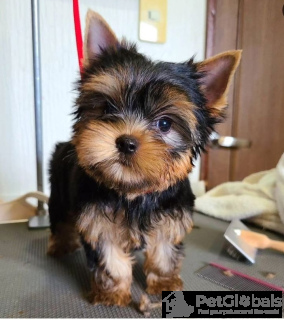 Photo №1. yorkshire terrier - for sale in the city of Seoul | negotiated | Announcement № 134551