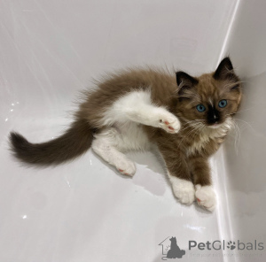 Photo №1. ragdoll - for sale in the city of Groningen | negotiated | Announcement № 176448